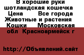 В хорошие руки шотландская кошечка › Цена ­ 7 - Все города Животные и растения » Кошки   . Московская обл.,Красноармейск г.